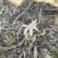 Caladenia moschata (Musky Caps) at Nadgigomar Nature Reserve - 10 Nov 2020 by erikar