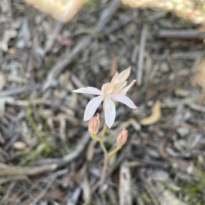 Caladenia moschata at Marlowe, NSW - 11 Nov 2020