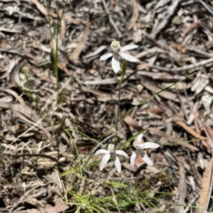 Caladenia moschata at Marlowe, NSW - 11 Nov 2020