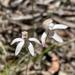 Caladenia moschata at Marlowe, NSW - 11 Nov 2020