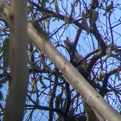 Anthochaera carunculata (Red Wattlebird) at Corry's Wood - 22 Sep 2021 by Darcy