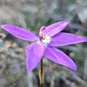 Glossodia major at Denman Prospect, ACT - suppressed