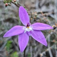 Glossodia major at Denman Prospect, ACT - suppressed