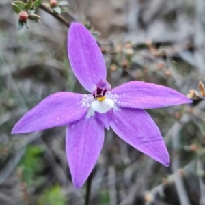 Glossodia major at Denman Prospect, ACT - suppressed