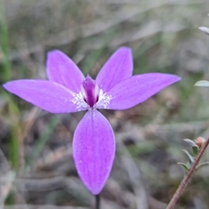 Glossodia major at Denman Prospect, ACT - suppressed