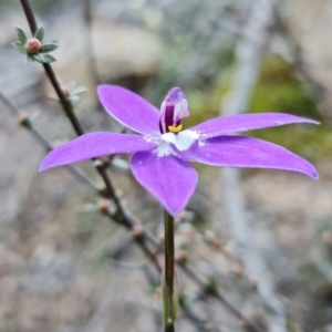 Glossodia major at Denman Prospect, ACT - suppressed