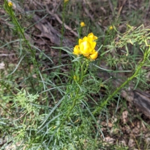 Xerochrysum viscosum at Thurgoona, NSW - 22 Sep 2021 12:50 PM