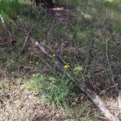 Xerochrysum viscosum at Thurgoona, NSW - 22 Sep 2021 12:50 PM