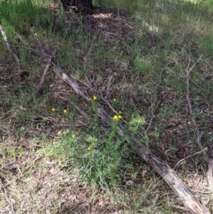 Xerochrysum viscosum at Thurgoona, NSW - 22 Sep 2021 12:50 PM