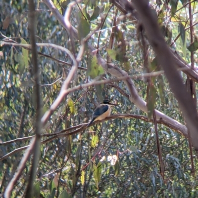 Todiramphus sanctus (Sacred Kingfisher) at Albury - 22 Sep 2021 by Darcy