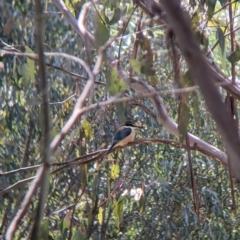 Todiramphus sanctus (Sacred Kingfisher) at Thurgoona, NSW - 22 Sep 2021 by Darcy