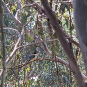 Todiramphus sanctus at Thurgoona, NSW - 22 Sep 2021