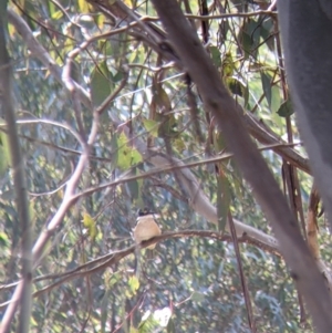 Todiramphus sanctus at Thurgoona, NSW - 22 Sep 2021