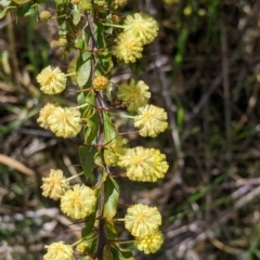 Acacia paradoxa (Kangaroo Thorn) at Thurgoona, NSW - 22 Sep 2021 by Darcy