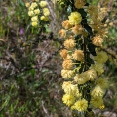 Acacia paradoxa at Thurgoona, NSW - 22 Sep 2021 12:55 PM