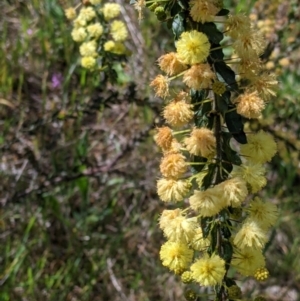 Acacia paradoxa at Thurgoona, NSW - 22 Sep 2021 12:55 PM