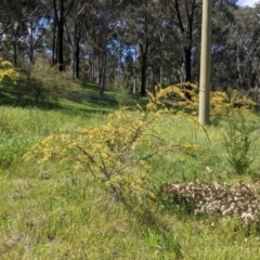 Acacia paradoxa at Thurgoona, NSW - 22 Sep 2021