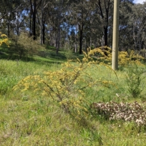 Acacia paradoxa at Thurgoona, NSW - 22 Sep 2021 12:55 PM