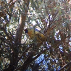 Platycercus elegans flaveolus (Yellow Rosella) at Albury - 22 Sep 2021 by Darcy