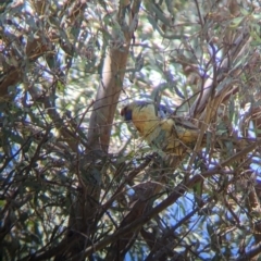 Platycercus elegans flaveolus at Thurgoona, NSW - 22 Sep 2021 12:57 PM