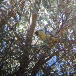 Platycercus elegans flaveolus at Thurgoona, NSW - 22 Sep 2021