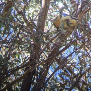 Platycercus elegans flaveolus at Thurgoona, NSW - 22 Sep 2021