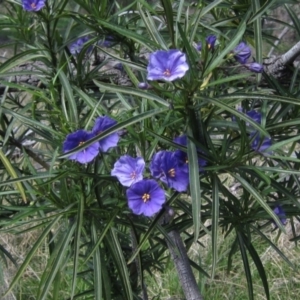 Solanum linearifolium at Hawker, ACT - 15 Sep 2021 11:39 AM