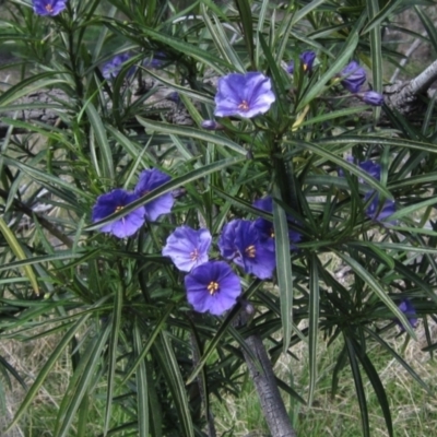 Solanum linearifolium (Kangaroo Apple) at Hawker, ACT - 15 Sep 2021 by pinnaCLE