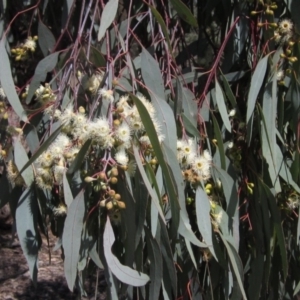 Eucalyptus bridgesiana at Hawker, ACT - 15 Sep 2021