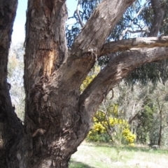 Eucalyptus bridgesiana at Hawker, ACT - 15 Sep 2021