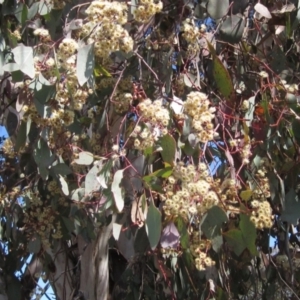 Eucalyptus polyanthemos at Hawker, ACT - 15 Sep 2021 12:11 PM