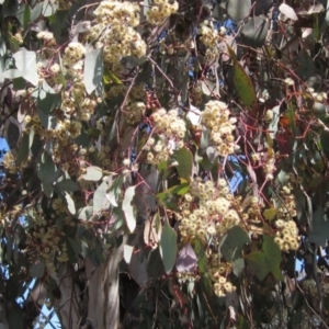 Eucalyptus polyanthemos at Hawker, ACT - 15 Sep 2021
