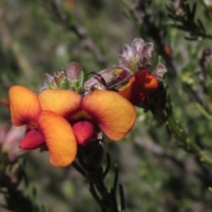 Dillwynia sericea (Egg And Bacon Peas) at Hawker, ACT - 15 Sep 2021 by pinnaCLE