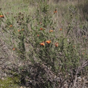 Dillwynia sericea at Hawker, ACT - 15 Sep 2021