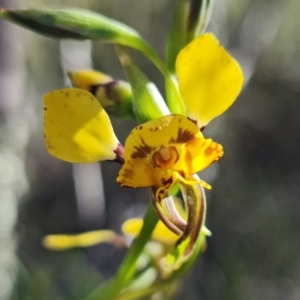 Diuris pardina at Stromlo, ACT - suppressed