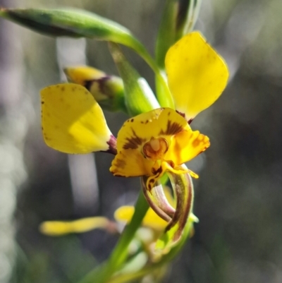 Diuris pardina (Leopard Doubletail) at Stromlo, ACT - 22 Sep 2021 by RobG1
