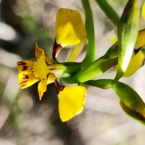 Diuris pardina at Stromlo, ACT - suppressed