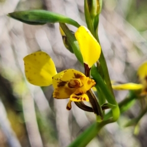 Diuris pardina at Stromlo, ACT - suppressed