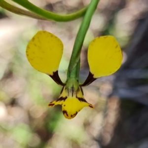 Diuris pardina at Stromlo, ACT - suppressed