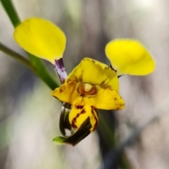 Diuris pardina at Stromlo, ACT - suppressed