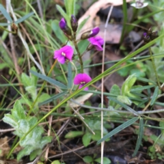 Glycine clandestina (Twining Glycine) at The Pinnacle - 20 Sep 2021 by SarahEarle