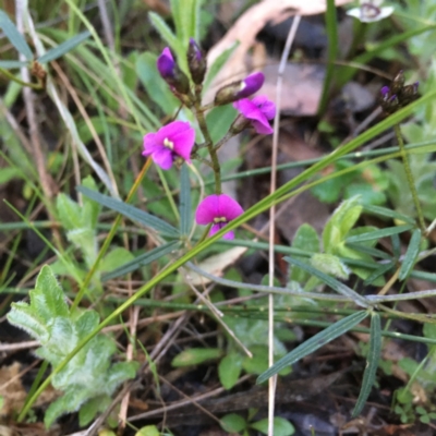 Glycine clandestina (Twining Glycine) at Hawker, ACT - 20 Sep 2021 by SarahEarle