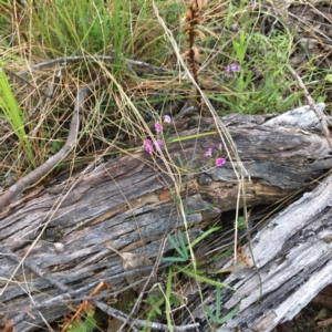 Glycine clandestina at Hawker, ACT - 20 Sep 2021