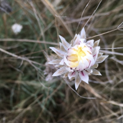Leucochrysum albicans (Hoary Sunray) at Weetangera, ACT - 30 Aug 2021 by SarahE