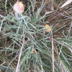 Leucochrysum albicans at Weetangera, ACT - 30 Aug 2021