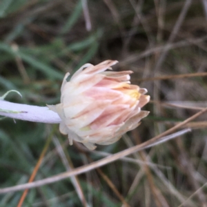 Leucochrysum albicans at Weetangera, ACT - 30 Aug 2021