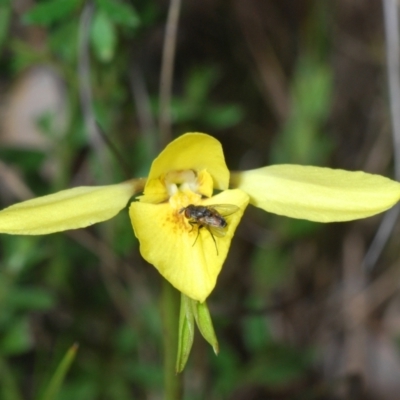 Diuris chryseopsis (Golden Moth) at Mount Taylor - 17 Sep 2021 by Harrisi