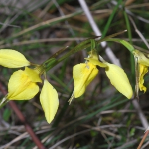 Diuris chryseopsis at Kambah, ACT - 17 Sep 2021