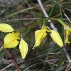 Diuris chryseopsis at Kambah, ACT - 17 Sep 2021