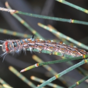 Lasiocampidae (family) immature at Kambah, ACT - 21 Sep 2021